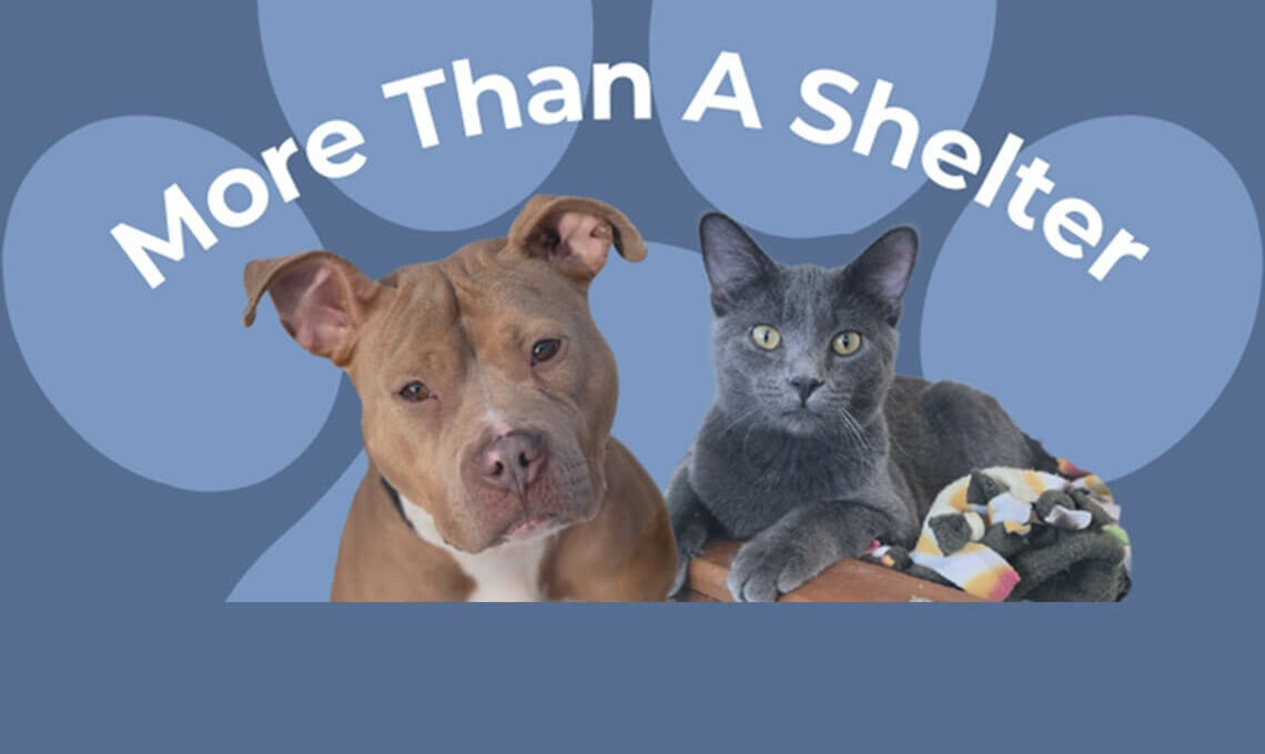 Evanston animal shelter