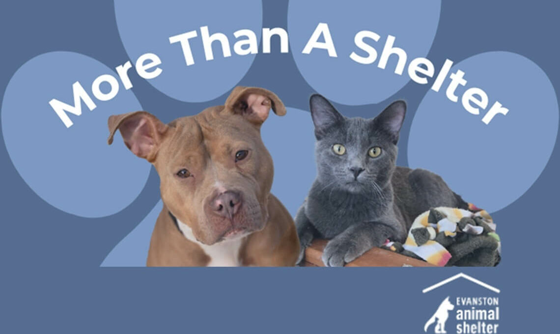 Evanston animal shelter